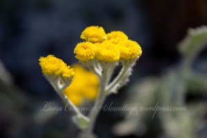 Dusty Miller (Silver Ragwort)