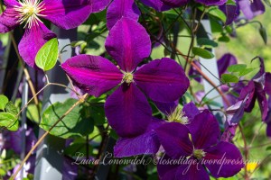 Clematis