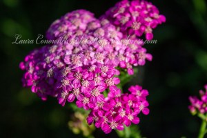 Spirea