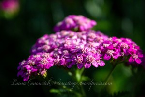Spirea