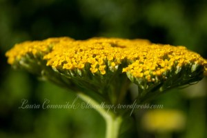 Yarrow