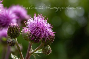 Thistle