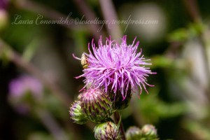 Thistle