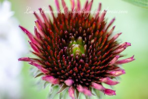 Purple Coneflower