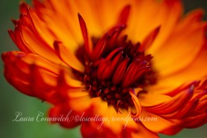 Calendula