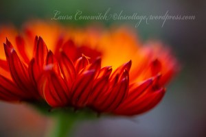 Calendula