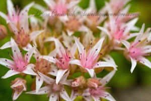 Creeping Groundcover