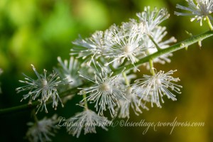 Cohosh-Racemosa Cimicifuga