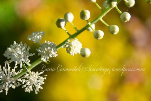 Cohosh-Racemosa Cimicifuga