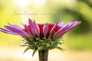 Purple Coneflower