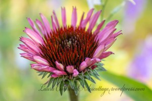 Purple Coneflower