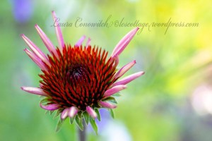Purple Coneflower