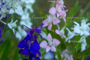 Larkspur