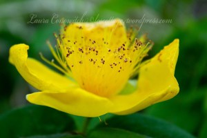 St. John's Wort