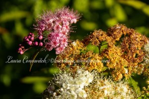Spirea