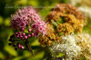 Spirea