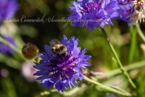 Cornflower/Batchelor Button