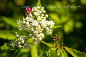 Spirea