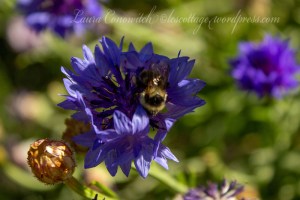 Cornflower/Batchelor Button