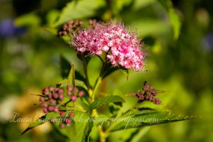 Spirea