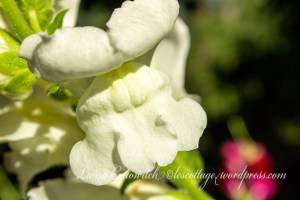 Snapdragon