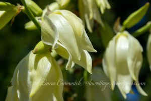 Yucca