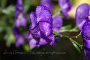 Monkshood
