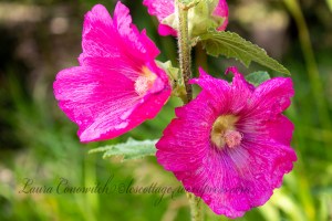 Hollyhock