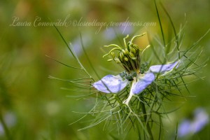 Love In A Mist