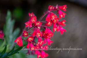 Coral Bells