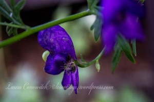Monkshood