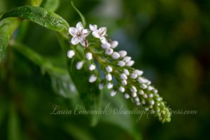 Gooseneck Loosestrife