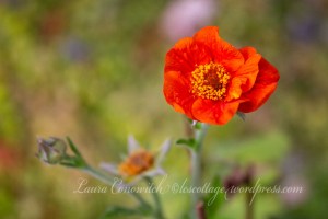 Geum