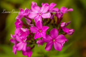 Phlox