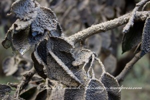 Home Sweet Home -Drilling