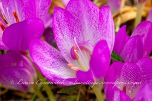 Autumn Crocus