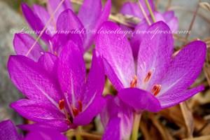 Autumn Crocus