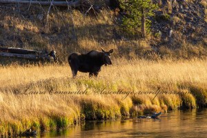Yellowstone National Park