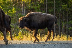 Yellowstone National Park