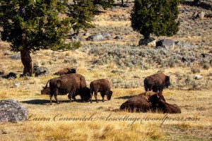 Yellowstone National Park
