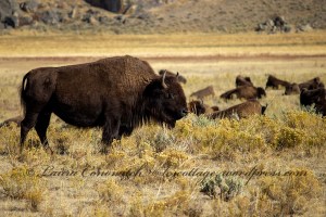Yellowstone National Park