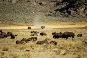 Yellowstone National Park