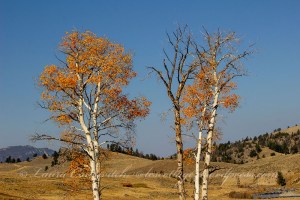 Yellowstone National Park