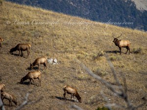 Yellowstone National Park