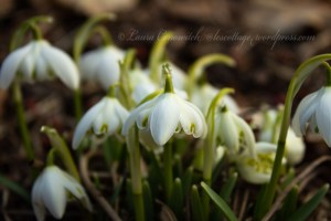 Snow Drops
