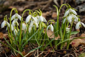 Snow Drops