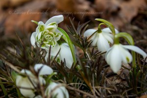 Snow Drops