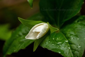 Patrick's Point-Trillium