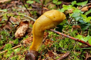 Patrick's Point-Banana Slug