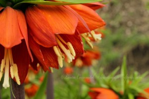 Crown Imperial